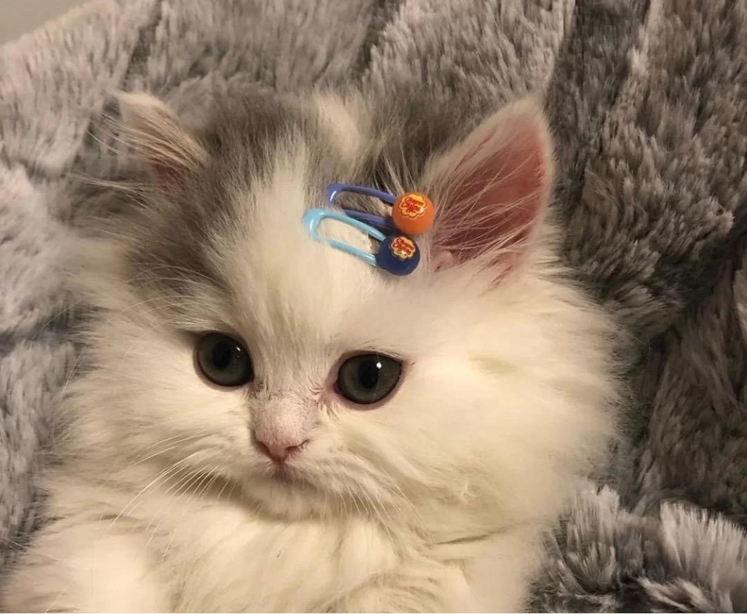 中长毛布偶猫日常,长毛猫该如何护理毛发好看