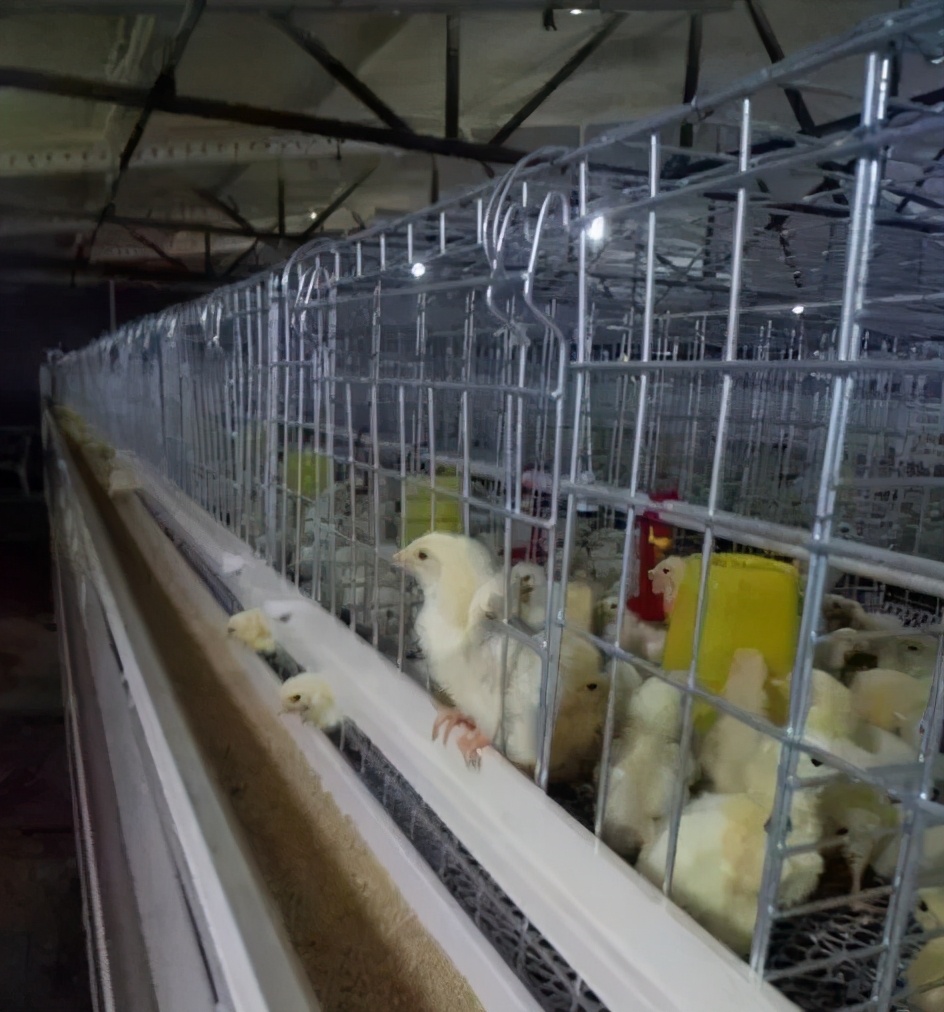 笼养肉鸡夏季管理,笼养肉鸡的管理