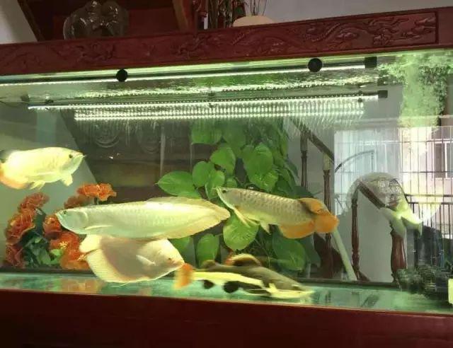 龙鱼一般混养几条好,混养龙鱼的正确方法