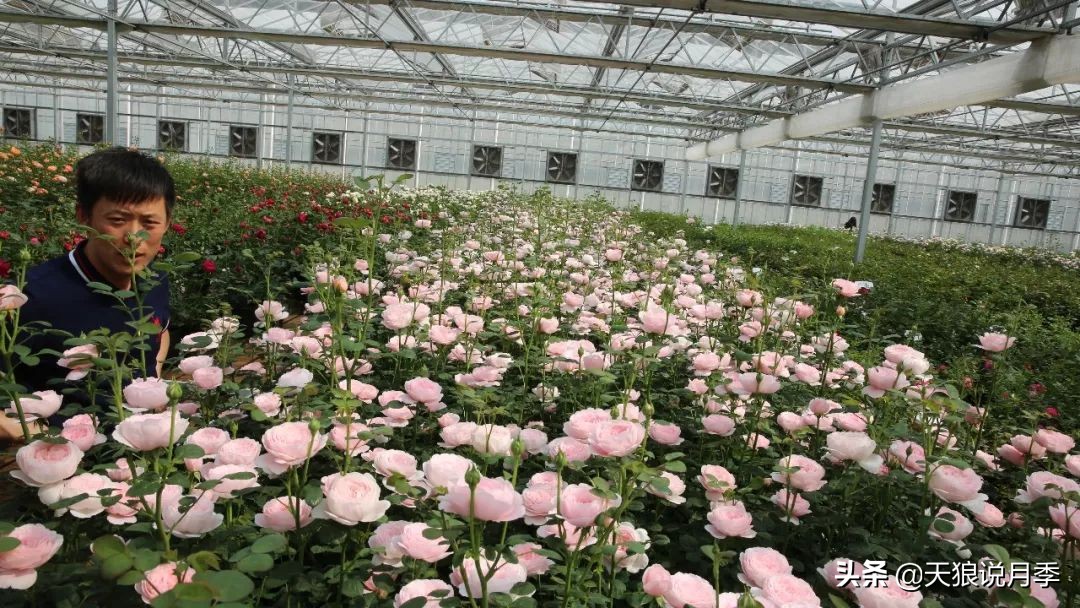 四月最浪漫的蔷薇花,最浪漫的四月花