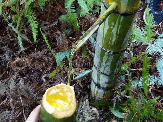 曾经很火的竹筒酒,竹子灌酒竹子还能活吗