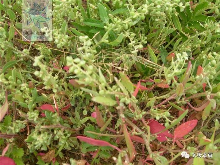 炒米粉治疗腹泻的功效,肉桂配啥中药治拉肚子腹泻