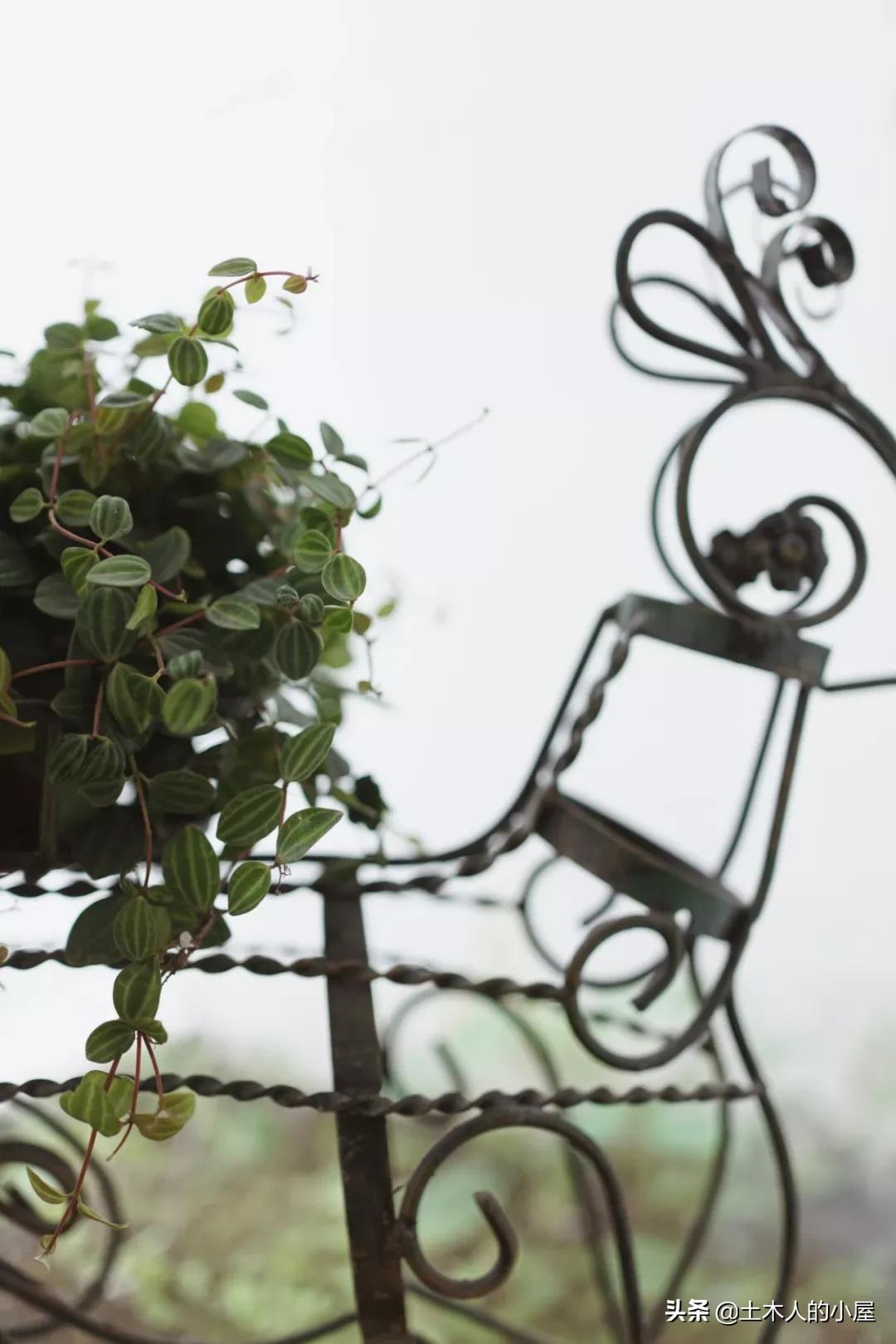 上海小桃园,她卖掉市区两套房子造花园