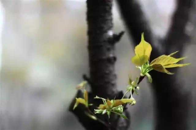 造型极美的盆景一起来欣赏,一组风吹出来的盆景欣赏动感十足