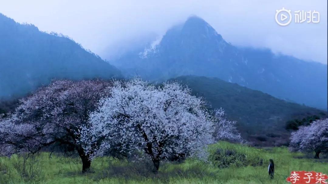 有一种向往叫西双版纳,有一种向往叫诗和远方完整版
