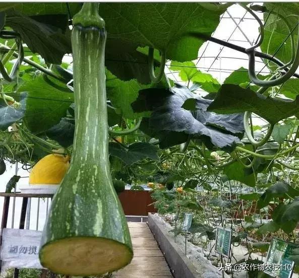 神奇砍瓜吃法视频,神奇砍瓜视频完整版