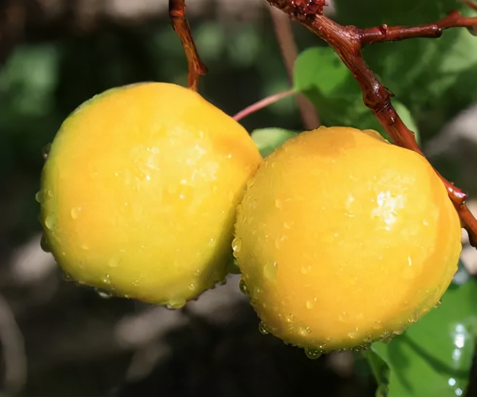 敦煌李广杏子熟了,敦煌李广杏甜度