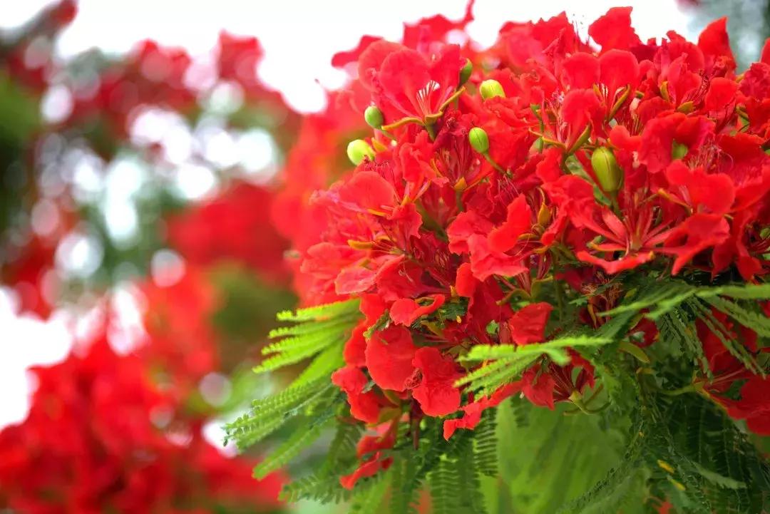 春天该很好，倘若你在场！龙岗最“花心”的地方是……