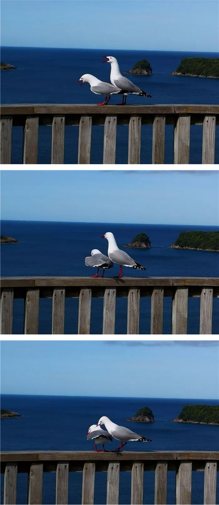 不明白新西兰为什么是发达国家,新西兰是发达国家吗有多少人啊