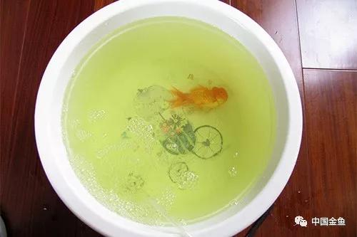 金鱼外伤炸鳞和内伤炸鳞区别,左氧氟沙星能治金鱼炸鳞病吗