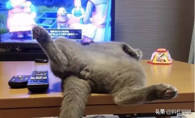 国外一只猫每天自己外出,国外一只猫经常露出奇怪表情