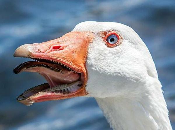 为啥有鹅的地方没有蛇,鹅的粪便能驱赶蛇是真的吗