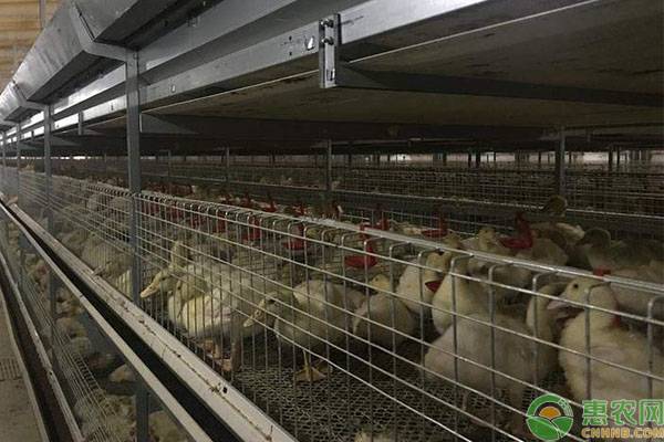 养幼鸭注意事项,新手养鸭控制在多少只合适