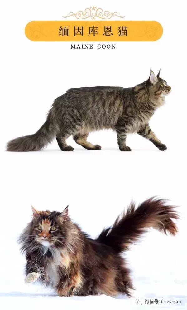 搜猫咪各种图片,世界猫咪图录