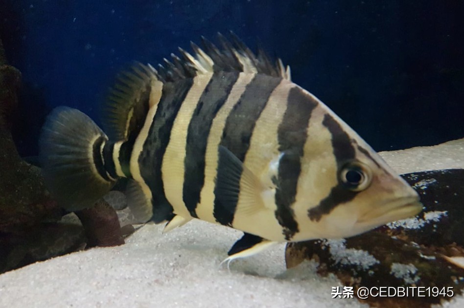 怎么驯养一年以上的虎皮,怎么培养黑猪品种视频