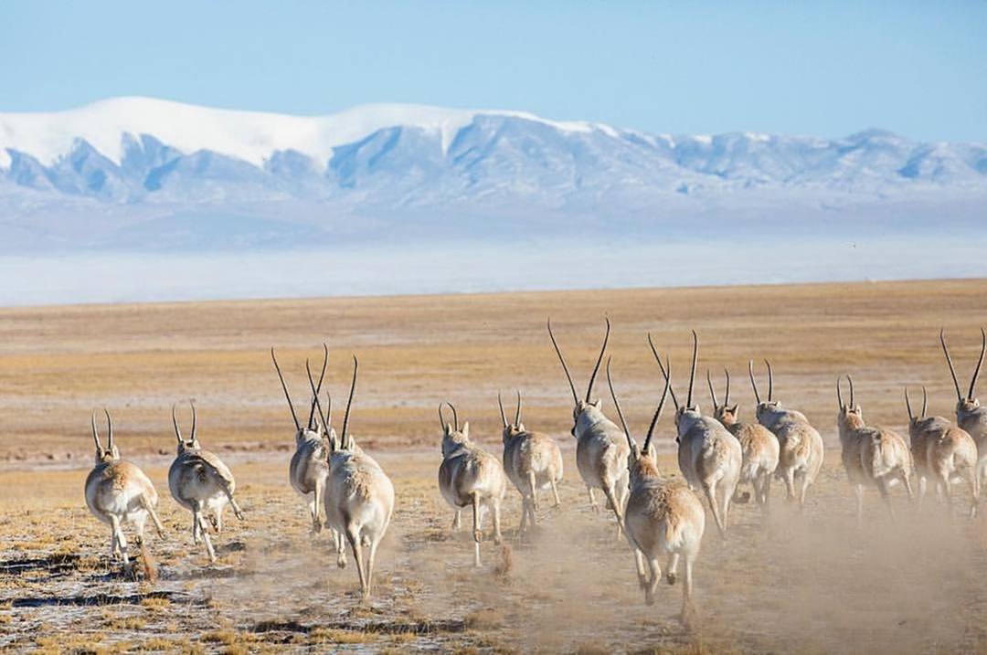 藏羚羊濒临灭绝的现状,现如今藏羚羊面临的危险处境