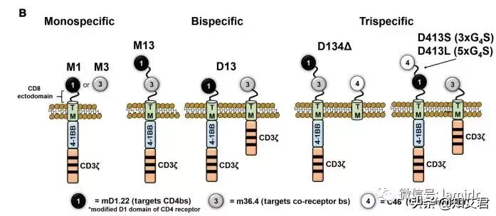 美国治疗艾滋病新思路,用治疗癌症的CAR-T方法治疗HIV有效率97%