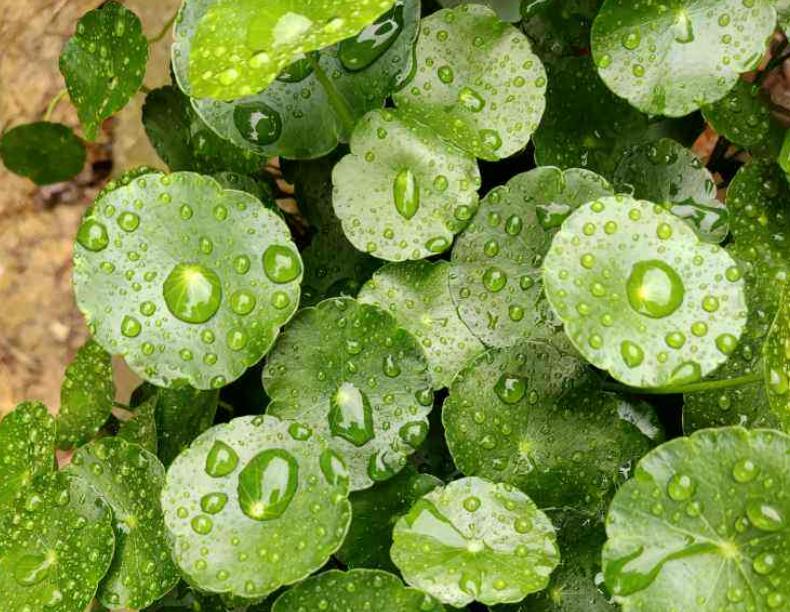 旧土翻新重新利用,如何改造旧土