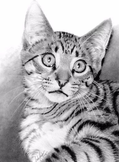 绱犳弿鍏ラ棬鍔ㄧ墿,绱犳弿鍔ㄧ墿瑙ｆ瀽