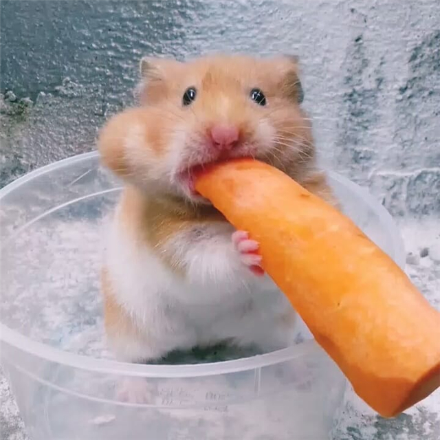 小仓鼠可以只吃胡萝卜不吃鼠粮吗,为什么仓鼠比较喜欢抱着牙签啃