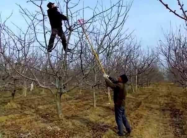 苹果树修剪视频及12种修剪方法,最新苹果树的修剪方法