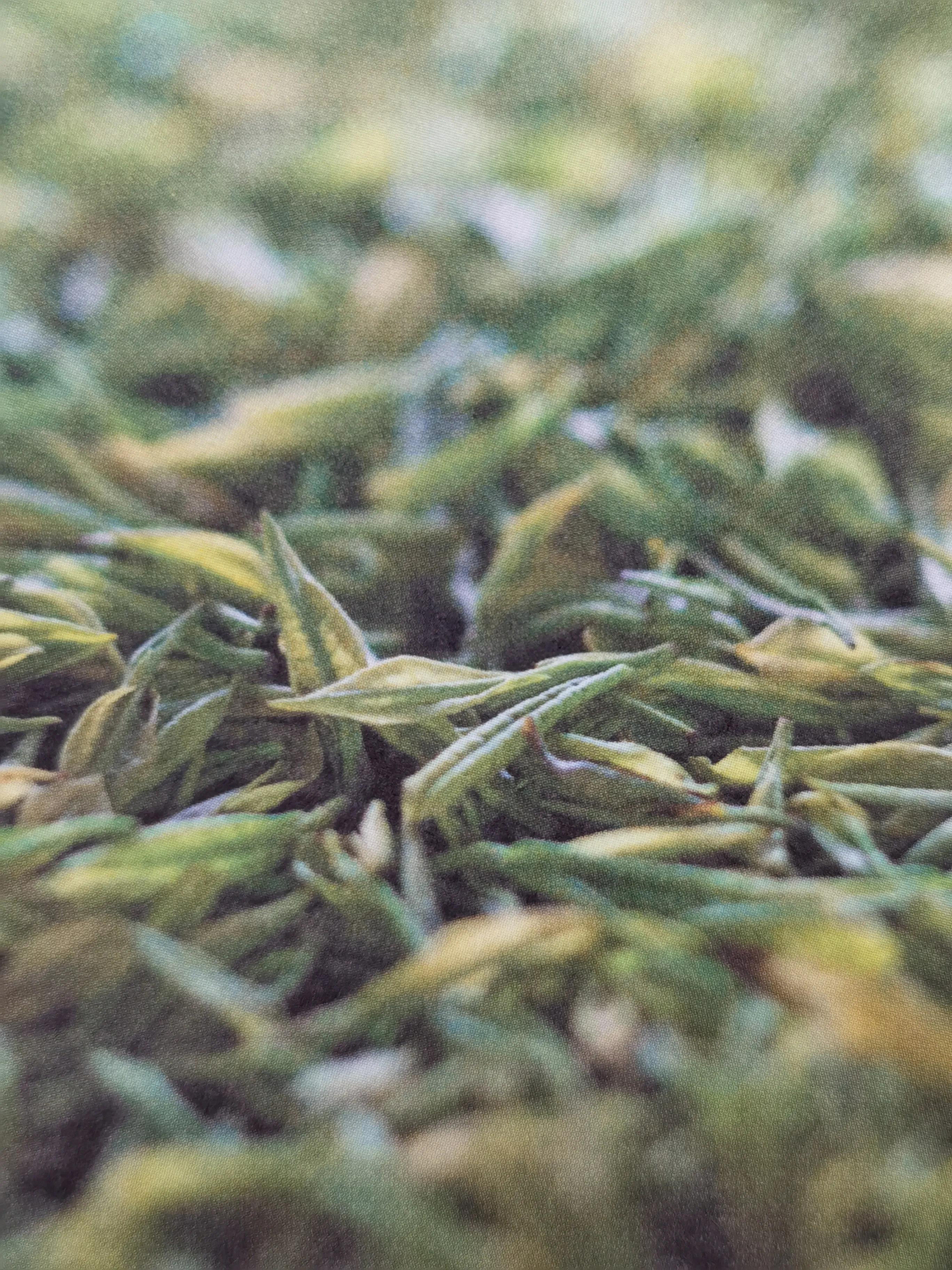 黄茶压饼：您考虑过黄茶的感受吗？