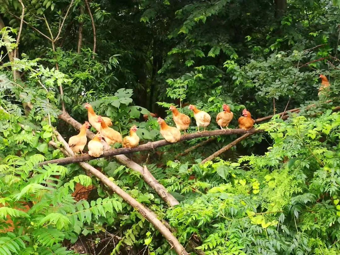 土鸡蛋必须是土鸡吗,土鸡蛋才是精华