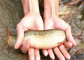 台湾泥鳅养殖成本,铁仓养泥鳅成本及利润