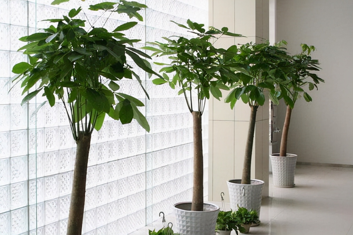 家里绿植吸收有害气体哪种更好,吸收有害气体释放氧气的绿植