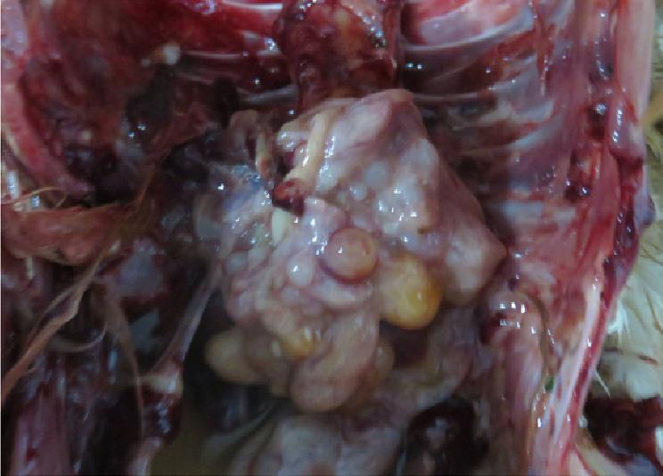 鸡得白血病如何防治,鸡白血病的诊断与防治