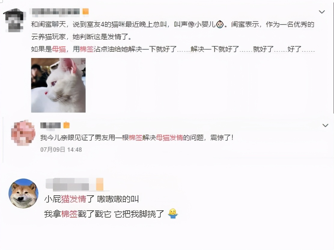 猫咪子宫蓄脓用地米能治好吗,胆小慎入猫咪