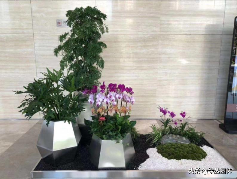 武汉绿植租赁定制公司地址,武汉高档绿植盆栽租赁公司