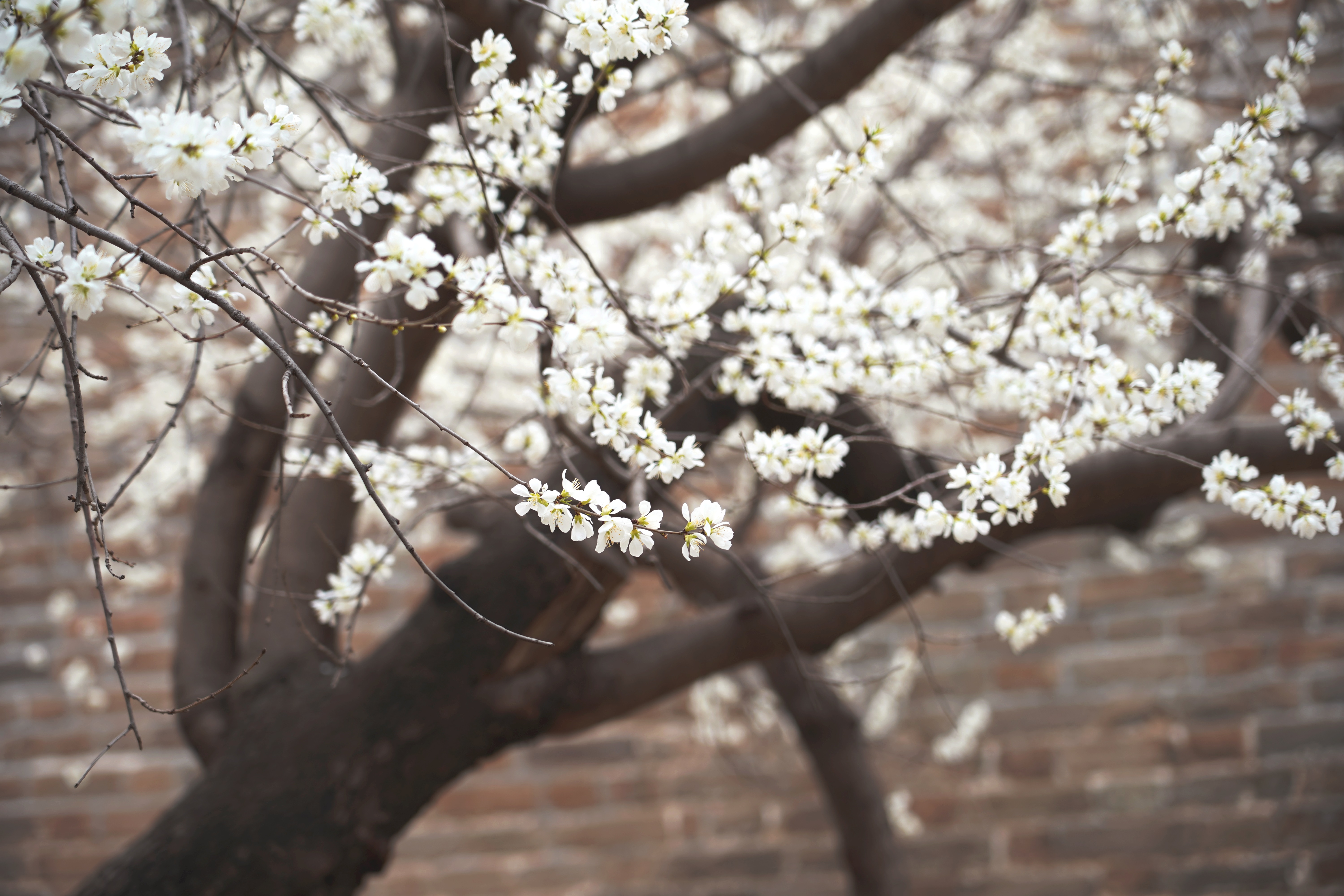 清波一勺买千钱?不能为武汉下一场樱花雨,不妨在这儿品百花香