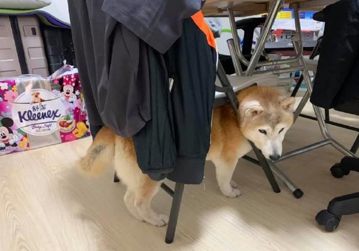 柴犬哭泣声音,柴犬嗷嗷惨叫