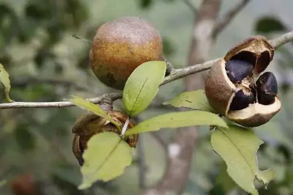 农村常见但不能吃的野果,这种野果营养价值很高