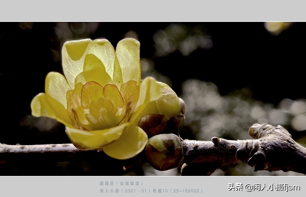 如何拍出腊梅摄影作品图片,腊梅手机摄影技巧