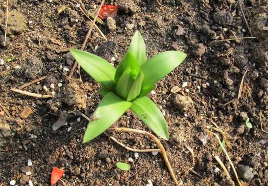 生姜盆栽非常简单也非常容易活,冬季家庭生姜盆栽种植方法