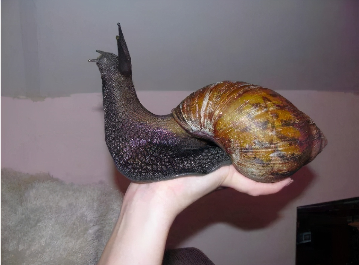 非洲大蜗牛中国泛滥成灾，非洲人的超级美味，中国吃货却不敢吃