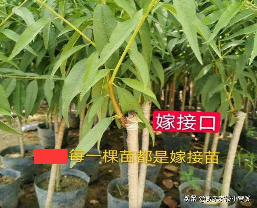 紫叶矮樱做砧木可嫁接红叶桃树,杏树砧木嫁接桃树多长时间能成活