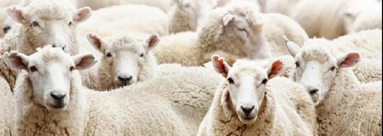 澳洲绵羊油哪款补水保湿效果好,澳大利亚哪个牌子绵羊油滋润保湿