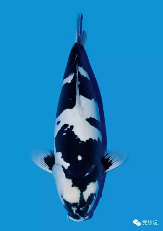 收藏清洁小妙招,收藏养花除虫小妙招