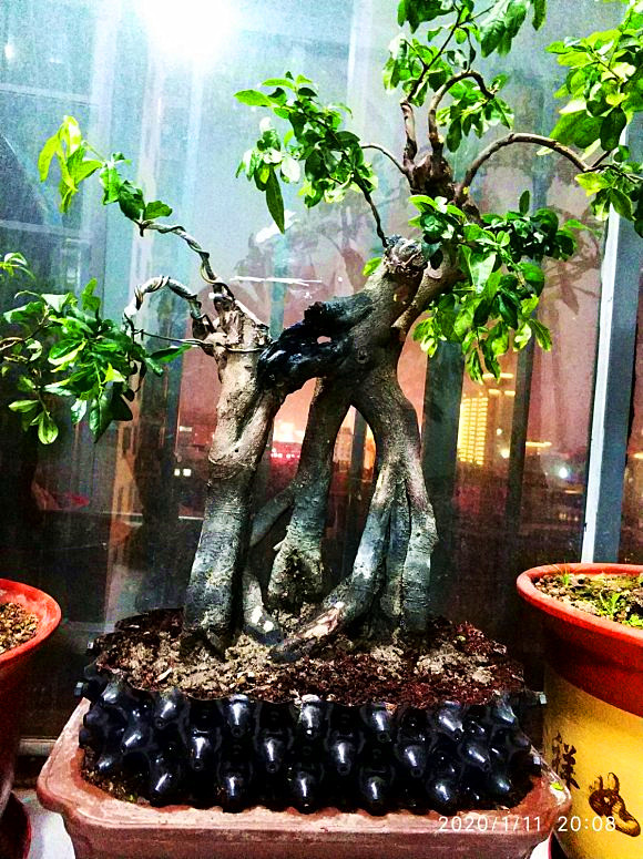 金弹子熟桩带根怎么上盆后掉叶子,金弹子下山桩换盆的正确方法