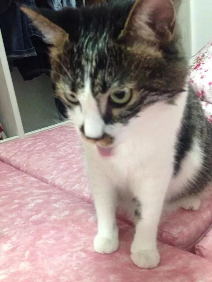 用舌头舔猫会怎样,舔猫头一口会有什么反应