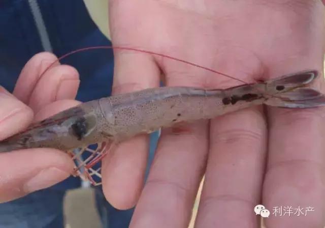 小棚虾养殖，对虾“蜕壳肉段”、黑鳃褐斑综合症，怎么办？