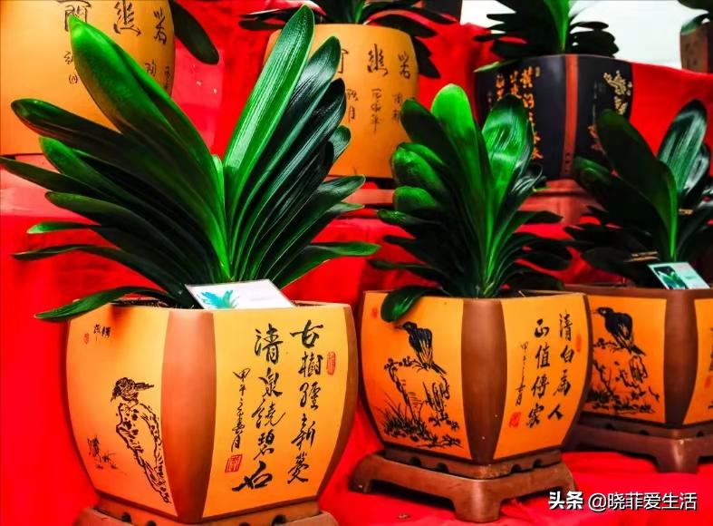 君子兰养了几年不开花要换盆吗,君子兰不开花这样养一年能开两茬