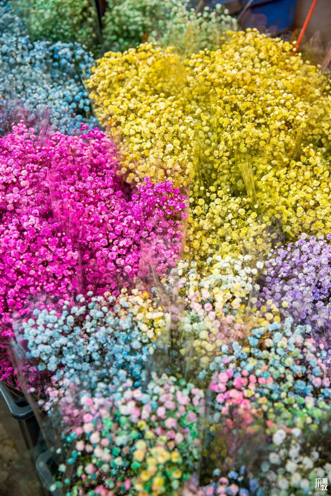 深夜去广州的花卉市场买花,如何逛斗南花卉市场买花便宜