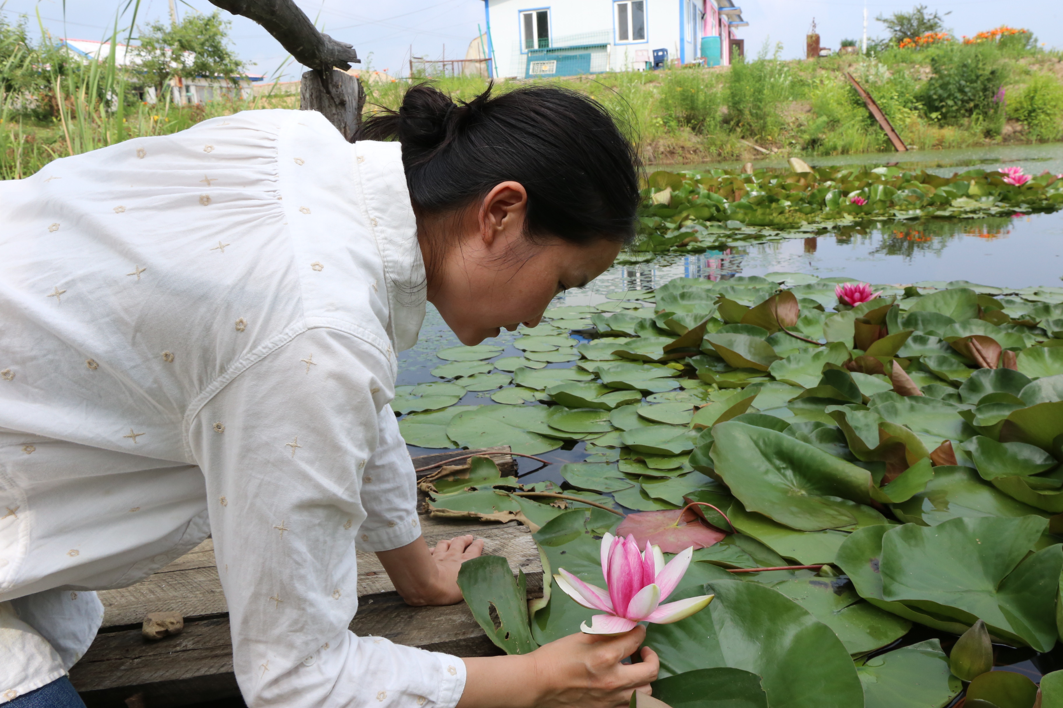 观赏荷花睡莲,没看到绽放的荷花