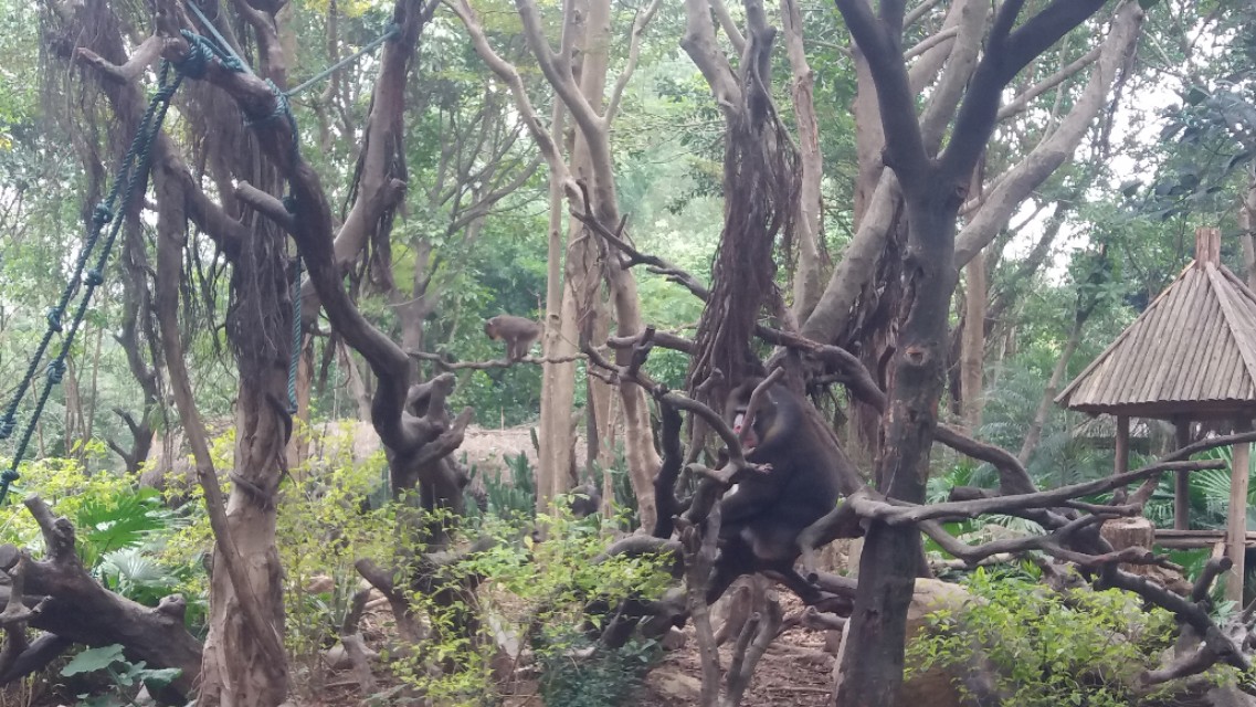 广州长隆野生动物世界二日游,广州长隆野生动物世界步行游览区
