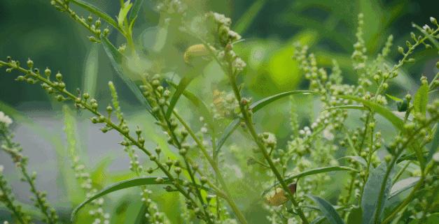 让孩子体验农耕生活的地方,儿童农耕生活体验