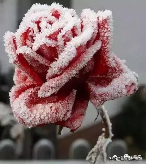 金凤凰古诗3首,金凤凰古诗作品